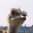 sh_coba's profile image