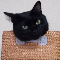えみきち&クロ吉🐱医師事務屋 (@maemi1112) 's Twitter Profile Photo えみきち&クロ吉🐱医師事務屋 (@maemi1112) 's Twitter Profile Photo