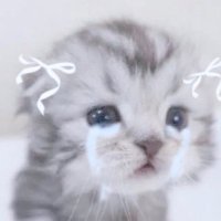 あ に ゃ@初回リトリン必読 (@_kitten__oo) 's Twitter Profile