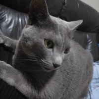 CHOCO (@choco20180619) 's Twitter Profile