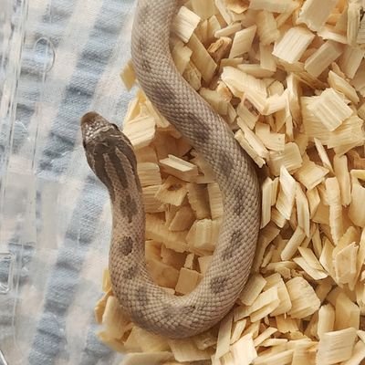 JfvazIs8l924030's profile picture. 爬虫類愛好家です。一番好きなのはセイブシシバナヘビ