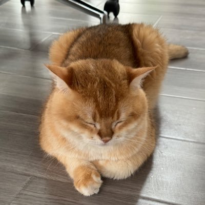 eatphantom's profile picture. 灵活就业型人才｜面向 $USDT 编程