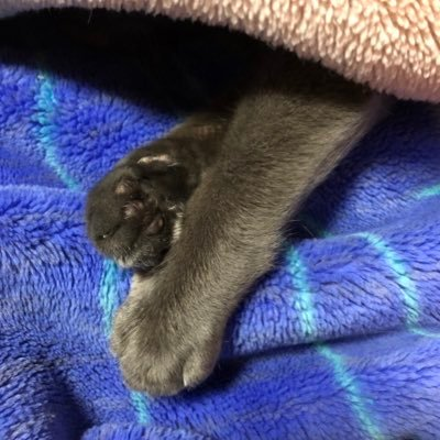 小松🐈‍⬛さんのプロフィール画像