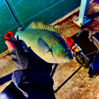 HT709345's profile picture. フカセ釣りメインの釣り人です！ よろしくお願いします。