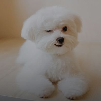 chandahaiyang's profile picture. 17年老韭菜