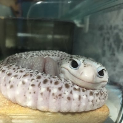 manimogooooooo's profile picture. https://t.co/EVzDhGS3nl 主にインスタグラムに載せています🦎