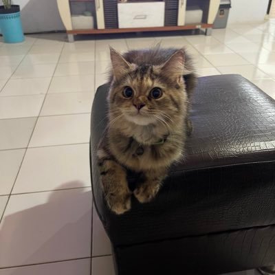 KimMayonese's profile picture. my cat my everything 🐈
