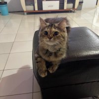 Kim_Mayonese (@kimmayonese) 's Twitter Profile