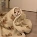 Neden Kedi Sahibi Olmalısınız? (@kediiineden) Twitter profile photo Neden Kedi Sahibi Olmalısınız? (@kediiineden) Twitter profile photo