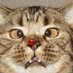xoxos (@xoxos_y) Twitter profile photo xoxos (@xoxos_y) Twitter profile photo