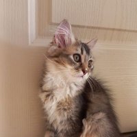 Diyaliz Beyza (@diyalizbeyza) Twitter profile photo