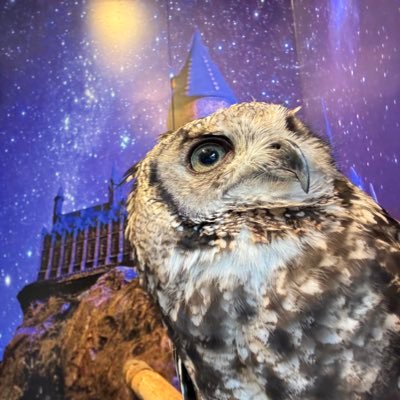 成人済。主に降志(DC非公式cp)への愛と妄想を呟くアカウント。DC掲載時は0時にネタバレしますすみません。たまに日常。たまに映画や漫画感想。GSは母校。https://t.co/d1jRFWHUQL