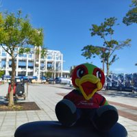 クマ (@fofc_kuma) 's Twitter Profile