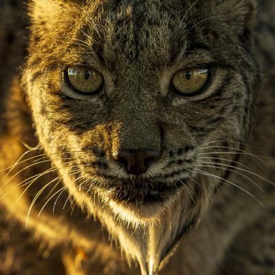 C2D1233206's profile picture. Punto.
Due Punti.
Punto e Virgola.