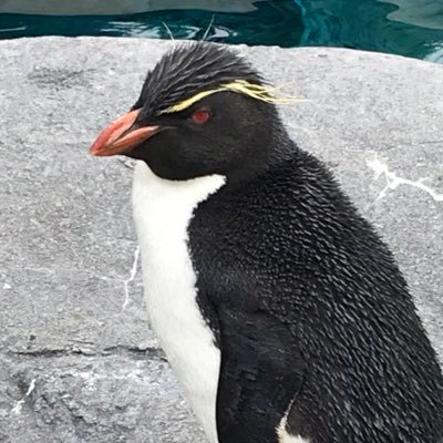 ペンギン好きです。ほぼペンギン専用ですが、たまに好きな音楽や仕事(福祉系)でコメントしたり、フォローさせていただくこともあります。よろしくお願いします。