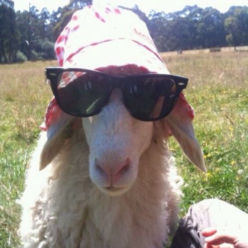 TheCheesyFarmer's profile picture. One of three owners of Australia's only certified organic sheep cheesery.