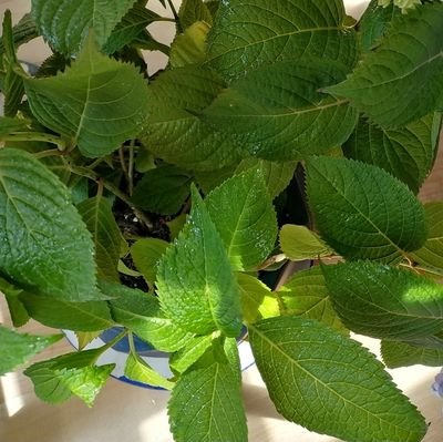 Zelda6666666's profile picture. 