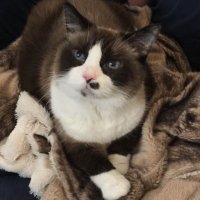 🦅 💙🇺🇸Bonnie F 🇺🇸 💙🦅 (@bonsthedivacat) 's Twitter Profile