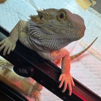 そたろ (@ra1x_f) 's Twitter Profile