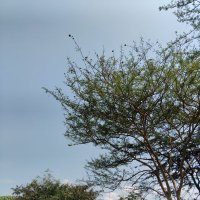 @leckie💫 (@themisterpiks) 's Twitter Profile Photo