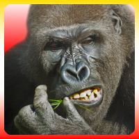 【公式】飛べゴリラ (@flyinggorilla) 's Twitter Profile Photo 【公式】飛べゴリラ (@flyinggorilla) 's Twitter Profile Photo