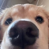 온화 (@baang_hoon) 's Twitter Profile