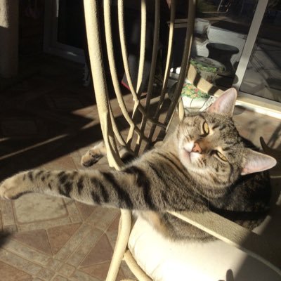 june_smith2's profile picture. Loyalty, animal lover No DMs