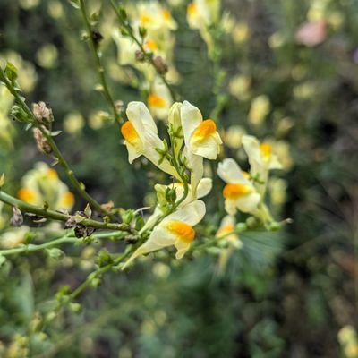 Weird and random posts about nature, bicycling, odds and ends.
