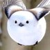Baby wings (@fluffybirdiee) Twitter profile photo Baby wings (@fluffybirdiee) Twitter profile photo