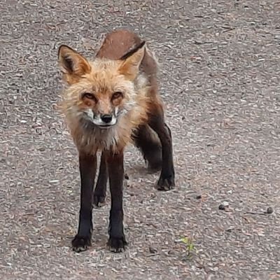 MaloneJake96438's profile picture. 