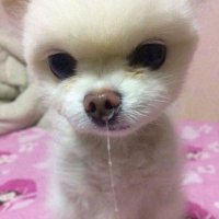 ㄸㄷㅇ (@ddongdogarchive) 's Twitter Profile Photo ㄸㄷㅇ (@ddongdogarchive) 's Twitter Profile Photo