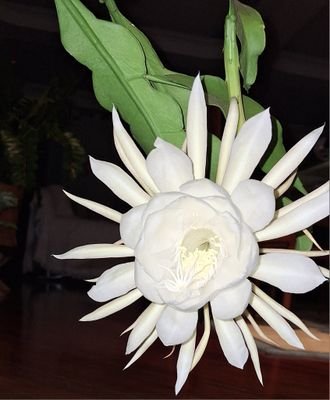 ArmandoChacon2's profile picture. 