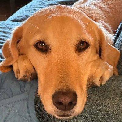 CindyLoweLane's profile picture. Blue 💙 for Democracy; Star Wars Mom; Marvel Grammy; Plants🪴 & Paints🎨; Pups🐶 & Kits🐱; #HarrisWalz2024 #IStandWithUkraine #DonOLD #GunControl  🚫DMs