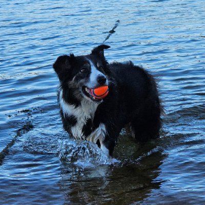 mossie_the's profile picture. A tri-coloured Border Collie, living my best life in the Outer Hebrides