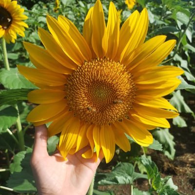 flakita_FSLN's profile picture. Nacemos con la aurora y morimos al atardecer 🌙