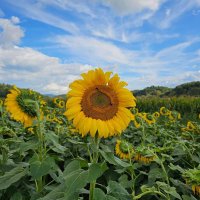 Sarah (@baboig) 's Twitter Profile