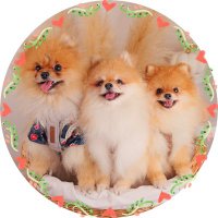 きなこ🐶🫰🍠@ポメ界の橋本環奈 (@kinako20200110) 's Twitter Profile Photo きなこ🐶🫰🍠@ポメ界の橋本環奈 (@kinako20200110) 's Twitter Profile Photo