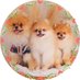 きなこ🐶🫰🍠@ポメ界の橋本環奈 (@kinako20200110) Twitter profile photo きなこ🐶🫰🍠@ポメ界の橋本環奈 (@kinako20200110) Twitter profile photo