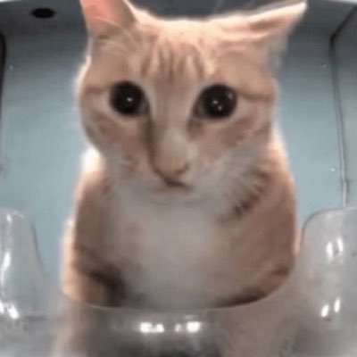 ctrldelnadine's profile picture. the council is very sleepy