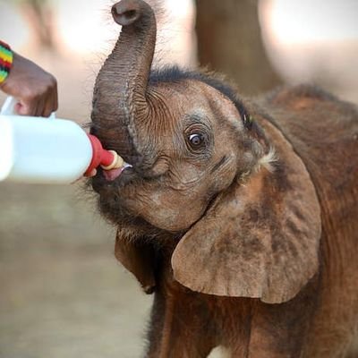 totoctosol's profile picture. 