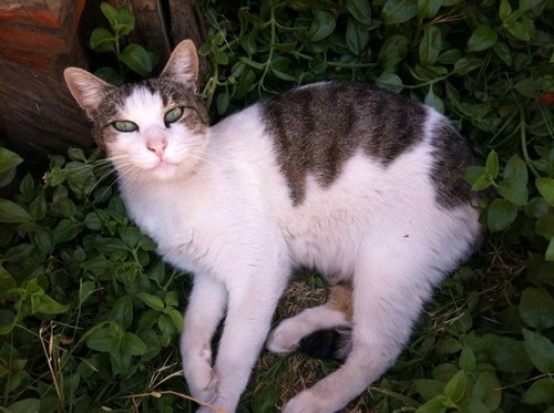 Gataru's profile picture. 