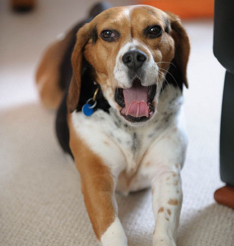 Kona_The_Beagle's profile picture. Recently rescued beagle by my new mom and dad. Learning to trust again but like a laugh