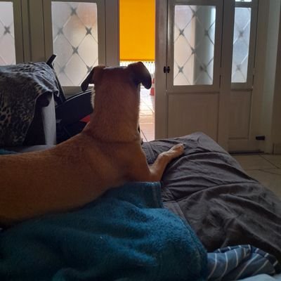 CDJavaTech's profile picture. Só uma cara simples tentando ganhar a vida