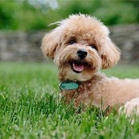 Chisaki (@chisaki246178) 's Twitter Profile