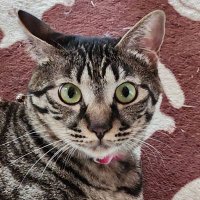 楓 ➕16にゃんず (@ria_cat13) Twitter profile photo