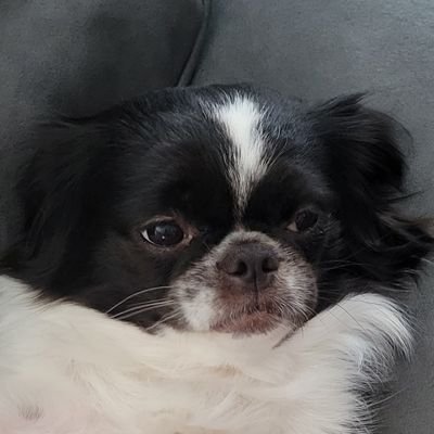 CarolChenleed's profile picture. Retired. MAGA.