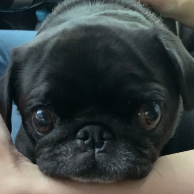 世界一可愛い娘との日々。パグ好きの方よろしくお願いします。犬は犬種問わず大好きです。ミニチュアブルドックを飼ってます。フェイクナチュラルなので過激な発言は全てなんらかの副作用です。ナイトレインの仲間募集中