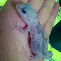 Yoshi (@squid_prox) 's Twitter Profile