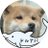 Shiba_Inu_88