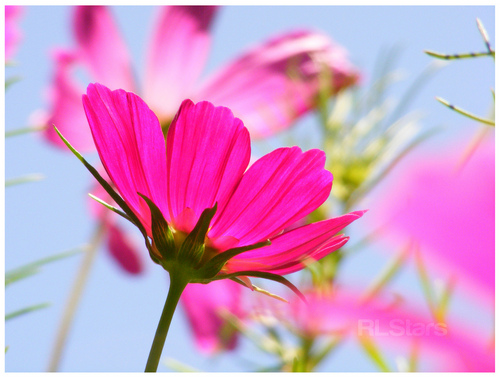 Azuleros's profile picture. 